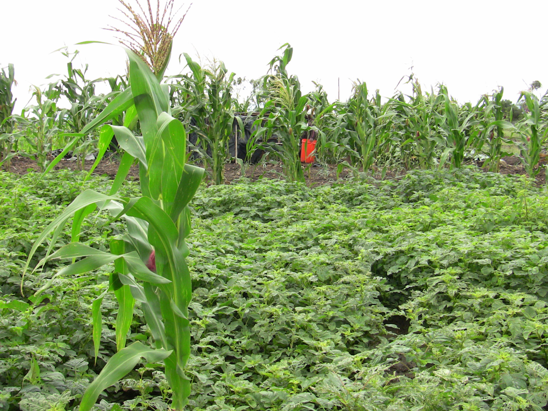 Biogreen wastewater treatment installation at Farm Irrigation